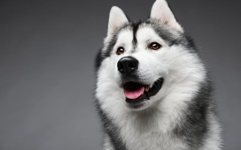 Desde Rusia con amor: Diez razas de perro del país de los Balcanes