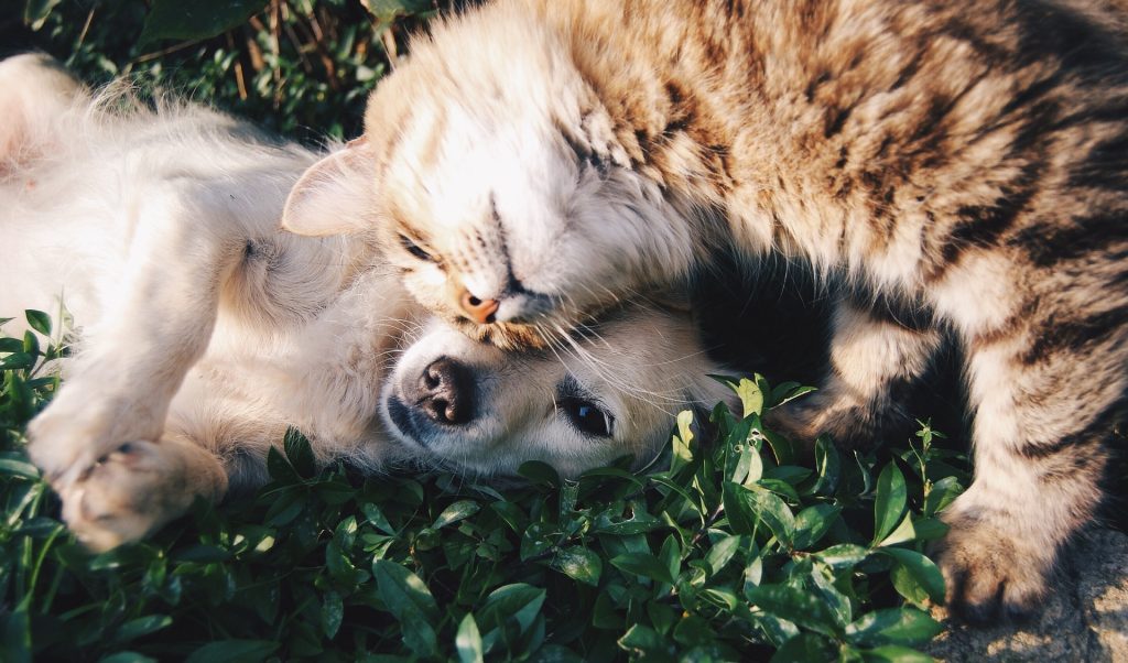 Convivencia en armonía entre perros y gatos