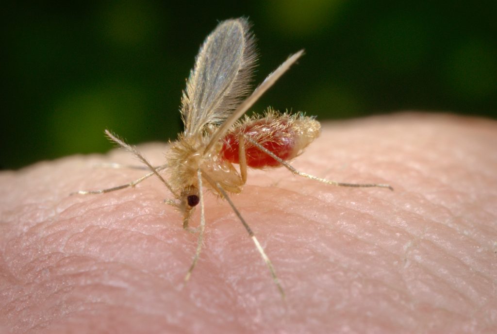 La Leishmaniosis, una amenaza con forma de mosquito