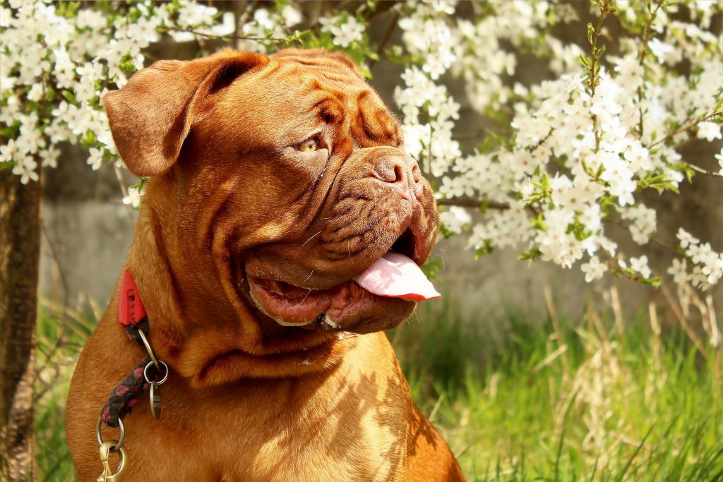 Los ácaros del polvo y las alergias primaverales más comúnes en perros